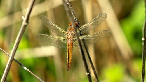 Libellula fulva